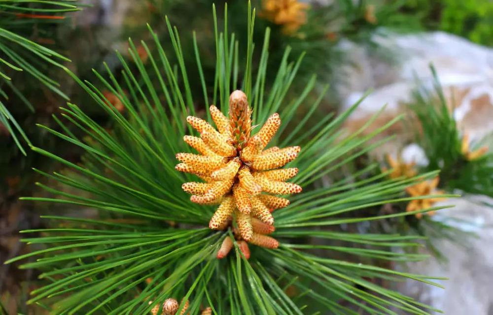 Pinus massoniana