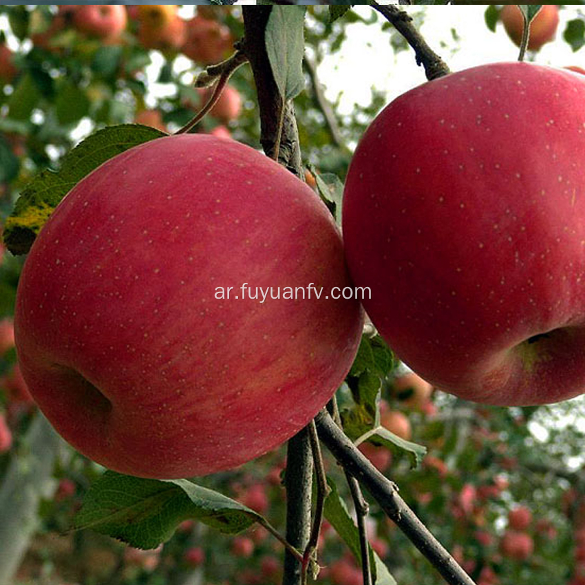الفاكهة الطازجة نجمة حمراء التفاح