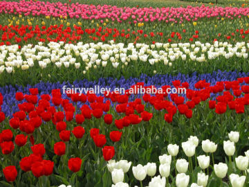 2016 tulip flower seeds for growing