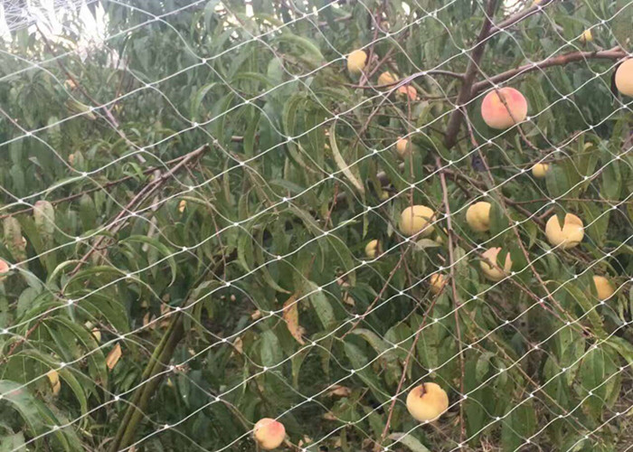 Redação anti-pássaro 2 anti-bird netting 2