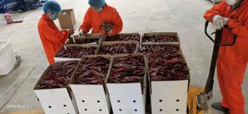 New Crop Sweet Red Paprika From Xinjiang