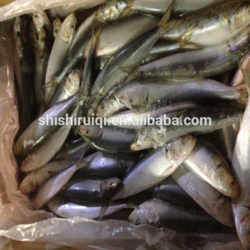 Canned fish frozen sardines frozen canned fish sardines for sale