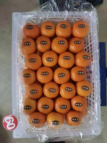 Wogan Mandarin Export Fresh Sweet Mandarin