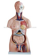 Biology Human whole body anatomical model (Human Anatomical Torso)