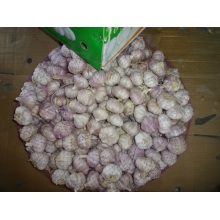 2019 Hot Sale Frischer Knoblauch