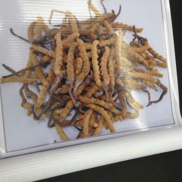 cold lamination Backlit material banner