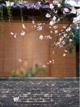 BJD Photography Settings y4791 Ball Jointed Doll