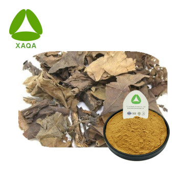 Extrait Sarcandra glabre Poudre Naturel Plantes Naturelles Anti-Cancer