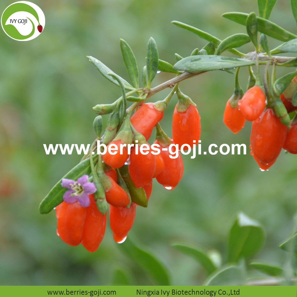 Chinese Wolfberry