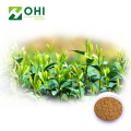Polvere di polifenoli del tè dell&#39;estratto del tè verde