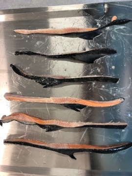 Frozen Salmon Back Trim