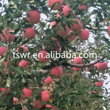 high quality sweet fruit red fuji apple
