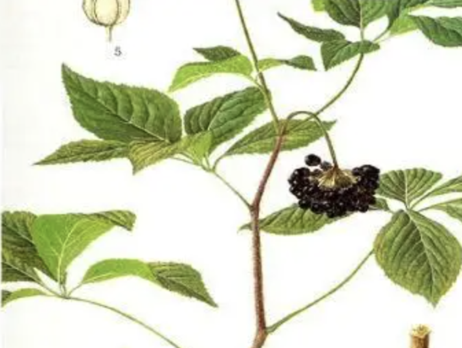 Экстракт элеутерококка колючего Eleutherococcus Senticosus Extract