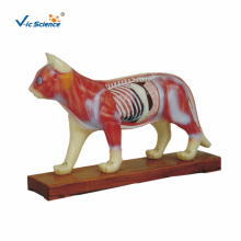 Cat Acupuncture Medical Science Model