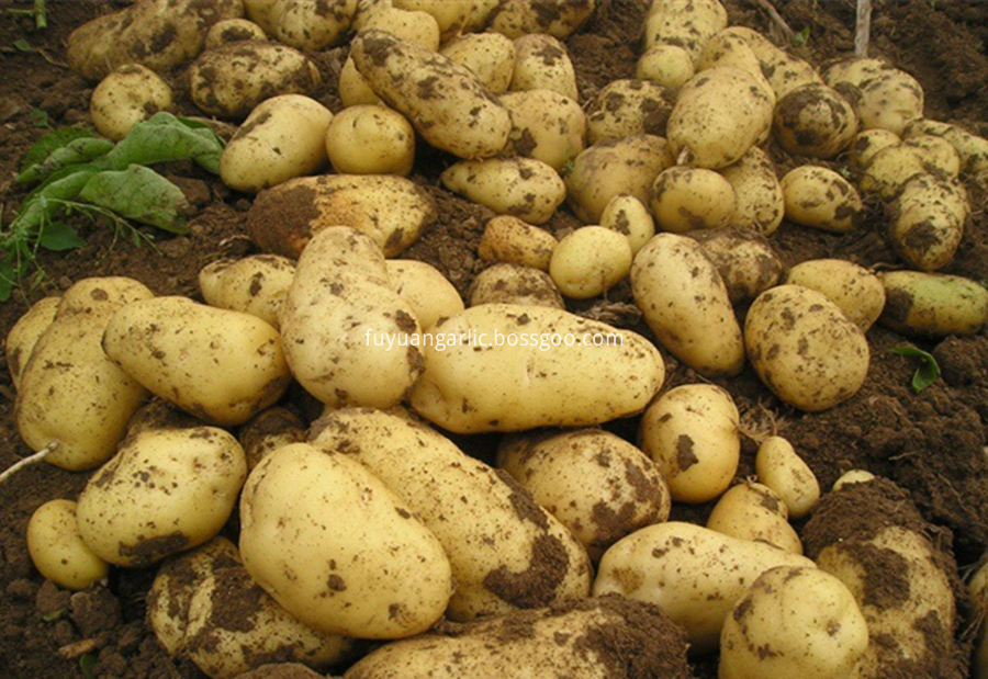 healthy potato