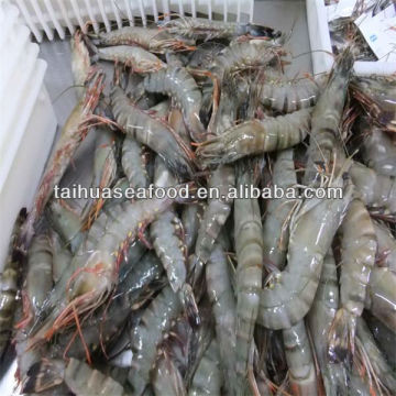 fresh frozen shrimp shelf life