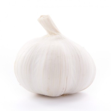 Vendor Direct Selling Snow White Fresh Quality garlic