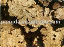 szechuan lovage rhizome