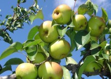 Complete unit of Apple Pear making equipment