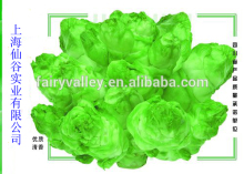 Brassica juncea Coss seeds