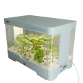 DIY Home Small Hydroponic Planting Kits