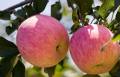 Exportieren Sie den hochwertigen frischen Fuji-Apfel (64-198)