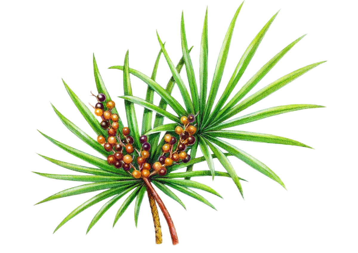 Saw Palmetto Extract