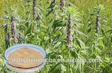 Motherwort Extract