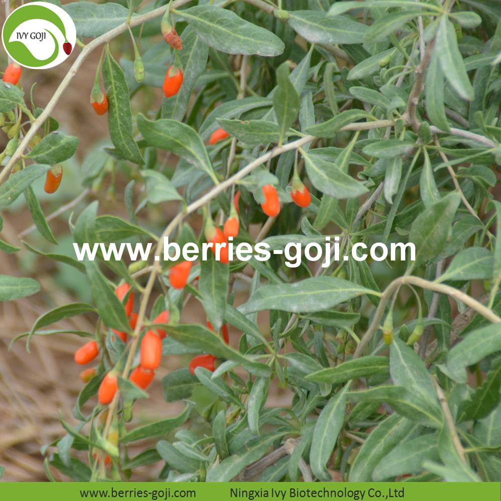 Common Goji Berry