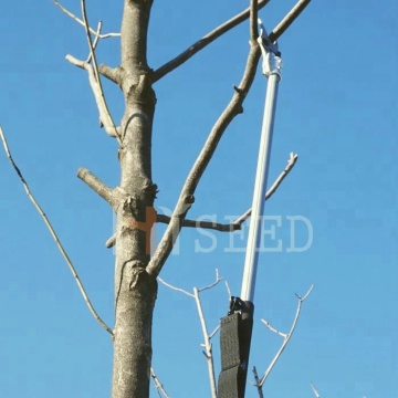Electric Long Pole Trimmer for High Tree Pruning