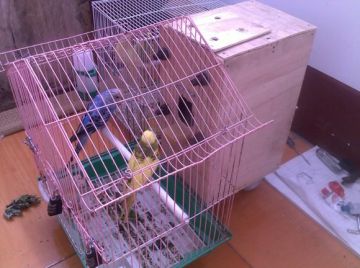 canary cage, folding crate with wheels, mouse breeding cagesfor storage