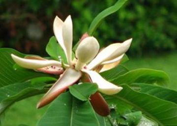 Magnolia bark extract