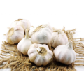 Directly Supply Best Quality New Fresh White Garlic