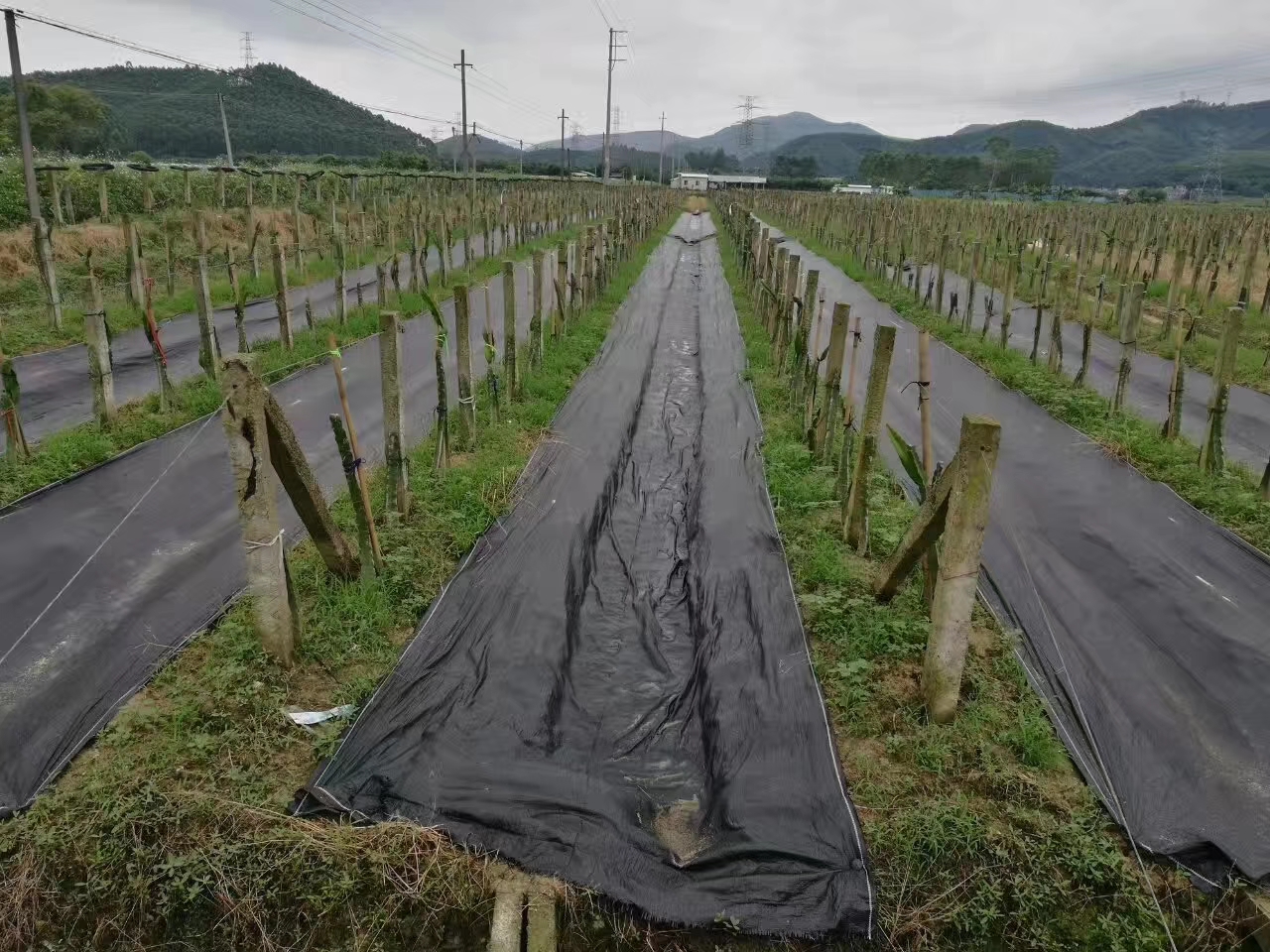 tecido moído (3) ground fabric (3)