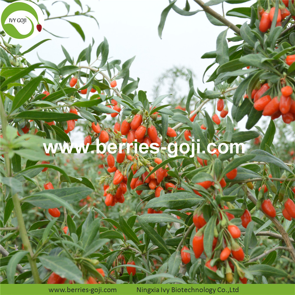 goji berry