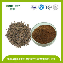 Burdock Root Extract 40%