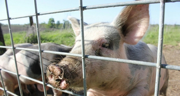 Metal Welded Wire Pig Fence Hog Fencing Panels 4FT X 16FT