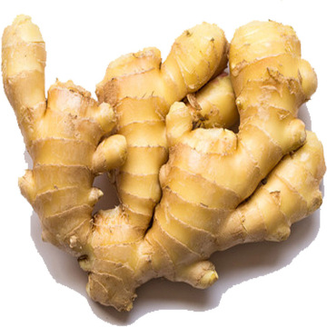 New Crop Fresh Ginger for Export