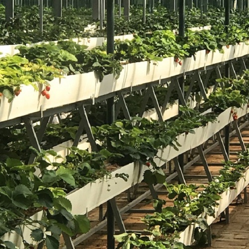 Sistema de cultivo de fresas hidropónicas de forraje