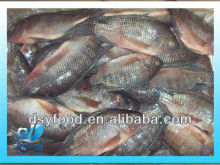 Frozen Black Tilapia