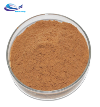 Pure powdered herba taraxaci dandelion root extract