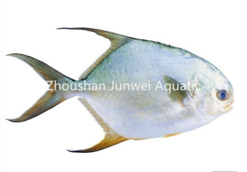 Fresh frozen golden pomfret