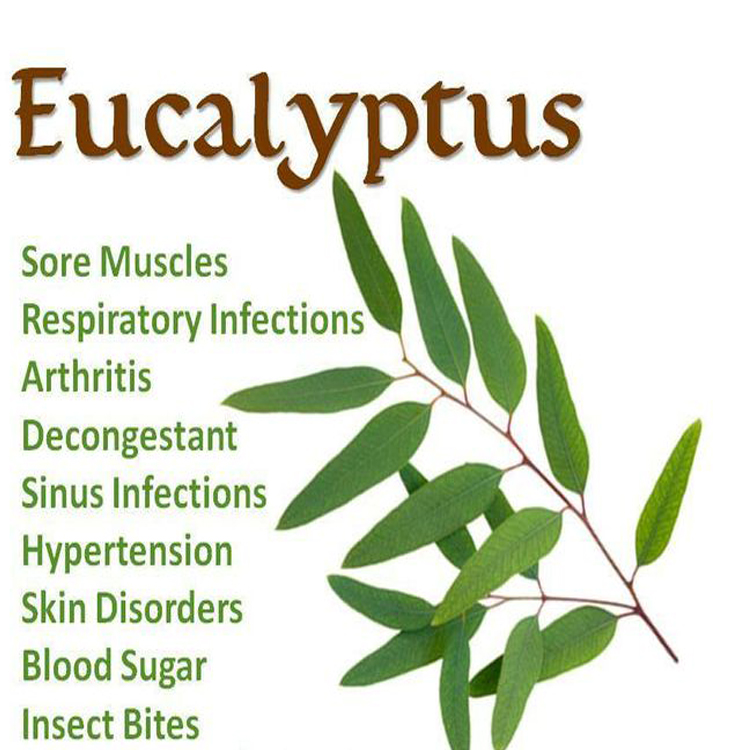 Eucalyptus leaves 100% pure eucalyptus oil