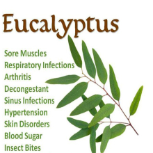 Industry chemical pure eucalyptus leaves extracted eucalyptus oil/lemon eucalyptus oil