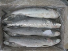 Frozen Mullet