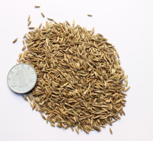 Bulk ryegrass seed for planting