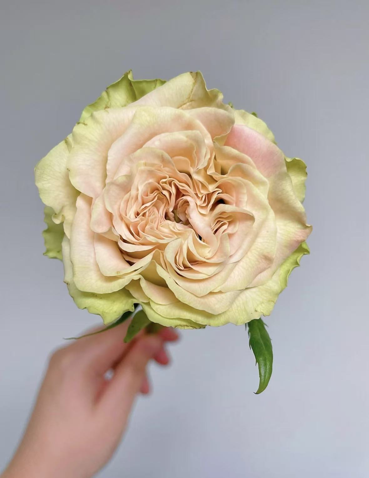 সাংগুয়ান ওয়ানের রোজ Shangguan Wan'er Rose
