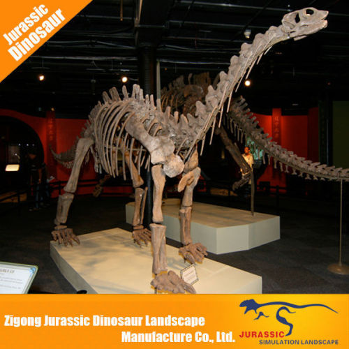 Fossil Replica dinosaur skeleton dinosaur skeleton for museum exhibition