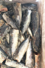 Sea Frozen Bonito HGT