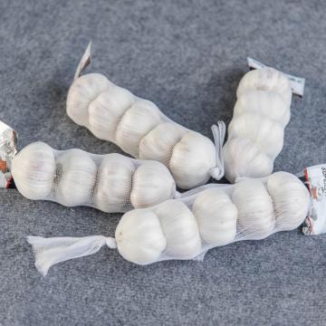 FRESH GARLIC 3/4/5/6/10PIECES PACKED MESH BAG